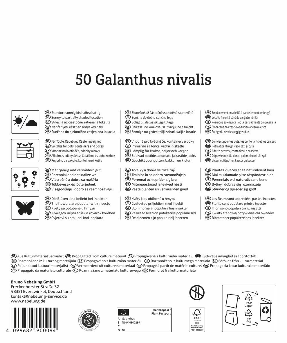 kiepenkerl-schneegl-ckchen-galanthus-nivalis-mega-pack-50-pflanzen-wei image 2