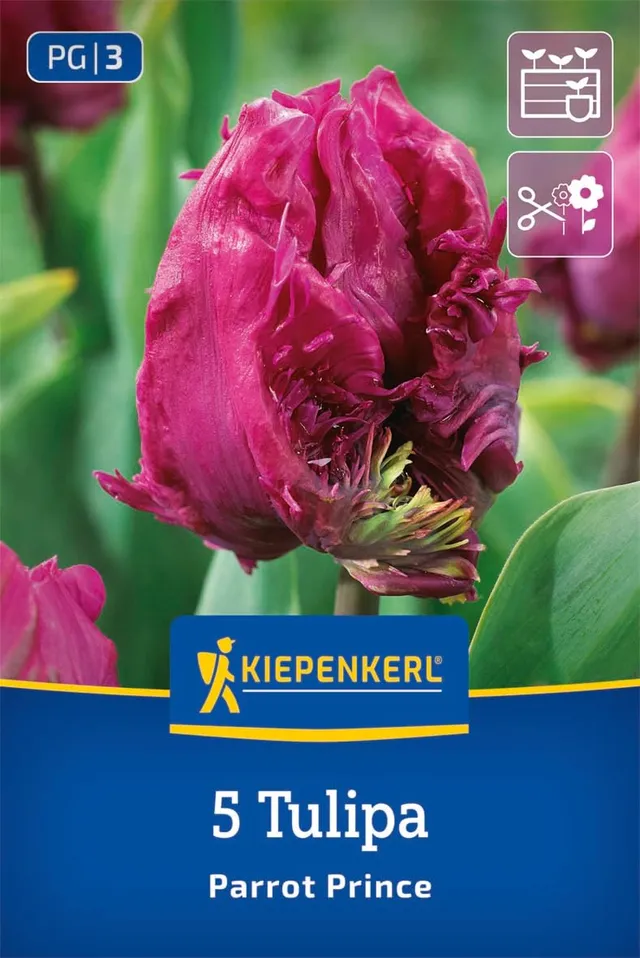 kiepenkerl-papagei-tulpe-parrot-prince-blumenzwiebeln-purpur-lila-35-cm image 1