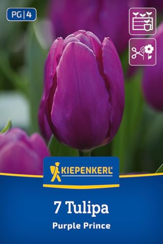 kiepenkerl-einfache-fr-he-tulpe-purple-prince-2000001-blumenzwiebeln-35-cm image 7