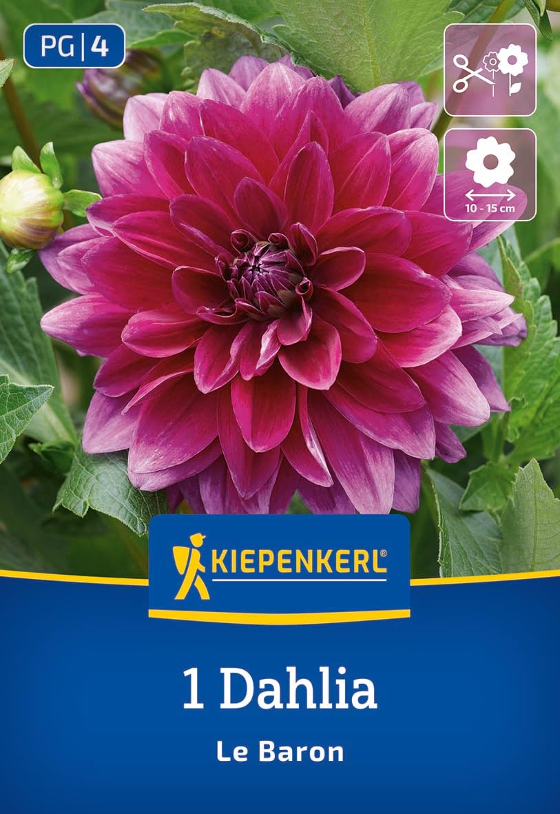 kiepenkerl-dekorative-dahlie-le-baron-3000015-blumenzwiebeln-purpurviolett-100-c image 1
