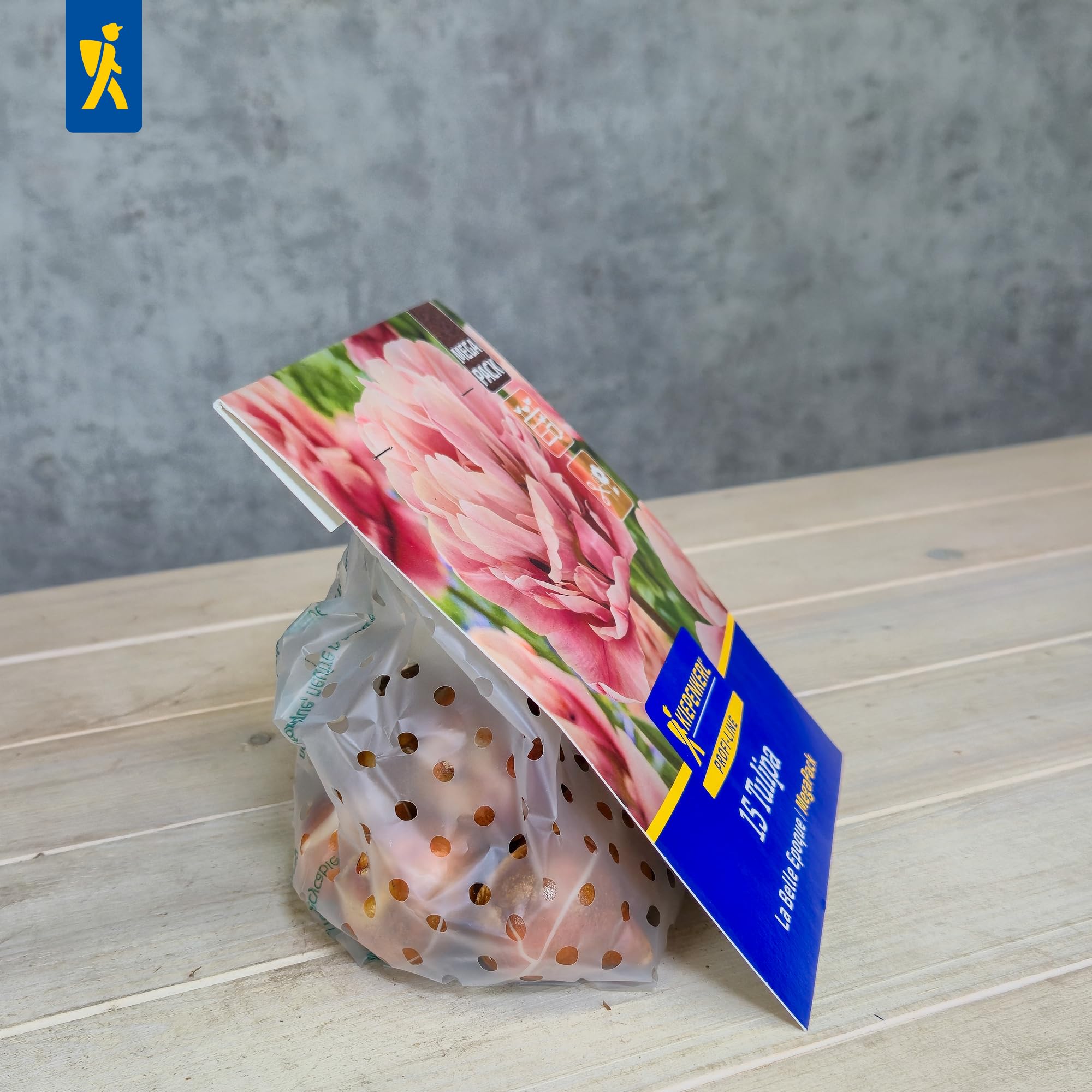 kiepenkerl-tulpe-la-belle-epoque-blumenzwiebeln-mega-pack image 4
