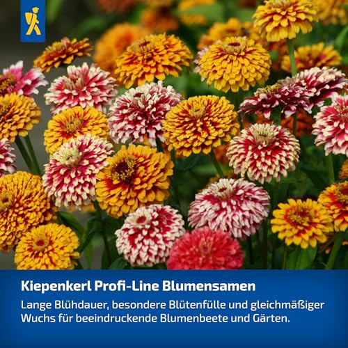 kiepenkerl-kapuzinerkresse-tip-top-alaska-mischung-blumensamen image 8