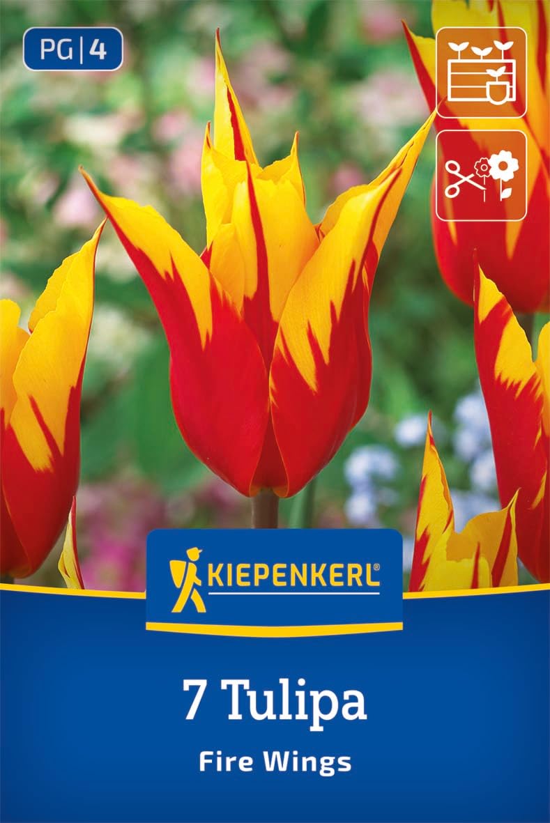 kiepenkerl-lilienbl-tige-tulpe-fire-wings-2000036-blumenzwiebeln image 1