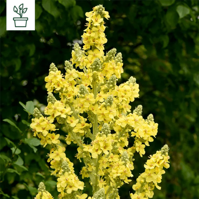 samen-maier-bio-gro-bl-tige-k-nigskerze-verbascum-pflanze-im-topf image 1