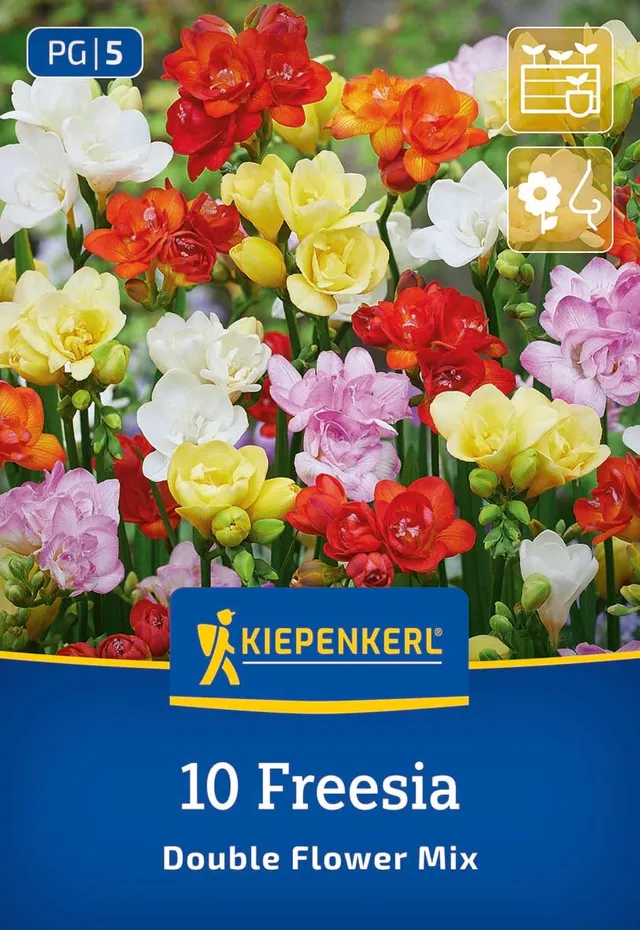 kiepenkerl-freesien-mischung-blumenzwiebeln-gef-llt-duftend-bunt image 1