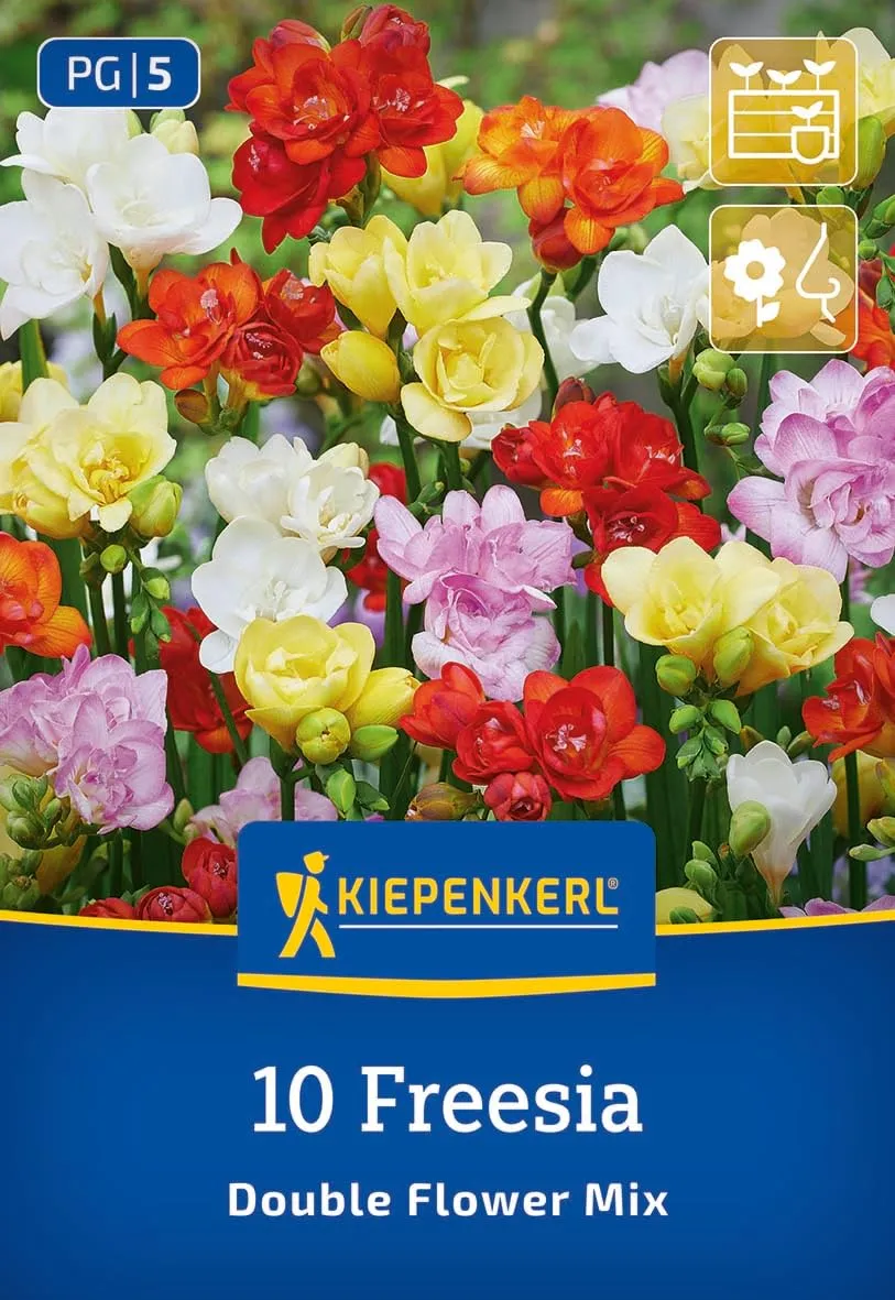 kiepenkerl-freesien-mischung-blumenzwiebeln-gef-llt-duftend-bunt image 1
