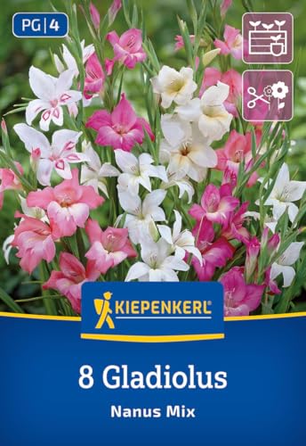 kiepenkerl-gladiole-kleinblumige-mischung-blumenzwiebeln image 7