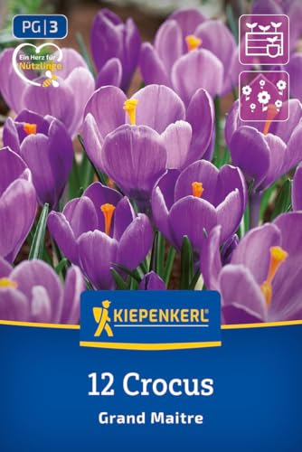 kiepenkerl-gro-blumiger-krokus-grand-maitre-blumenzwiebeln image 8
