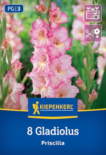 kiepenkerl-gro-blumige-gladiole-priscilla-blumenzwiebeln image 7