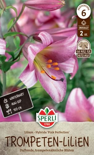 sperli-lilie-pink-perfection-264173-trompeten-lilie-winterhart-150-cm image 3