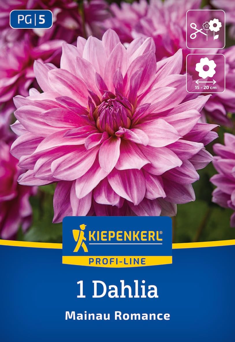 kiepenkerl-profi-line-dekorative-dahlie-mainau-romance-dahlienknollen-rosa-viole image 1
