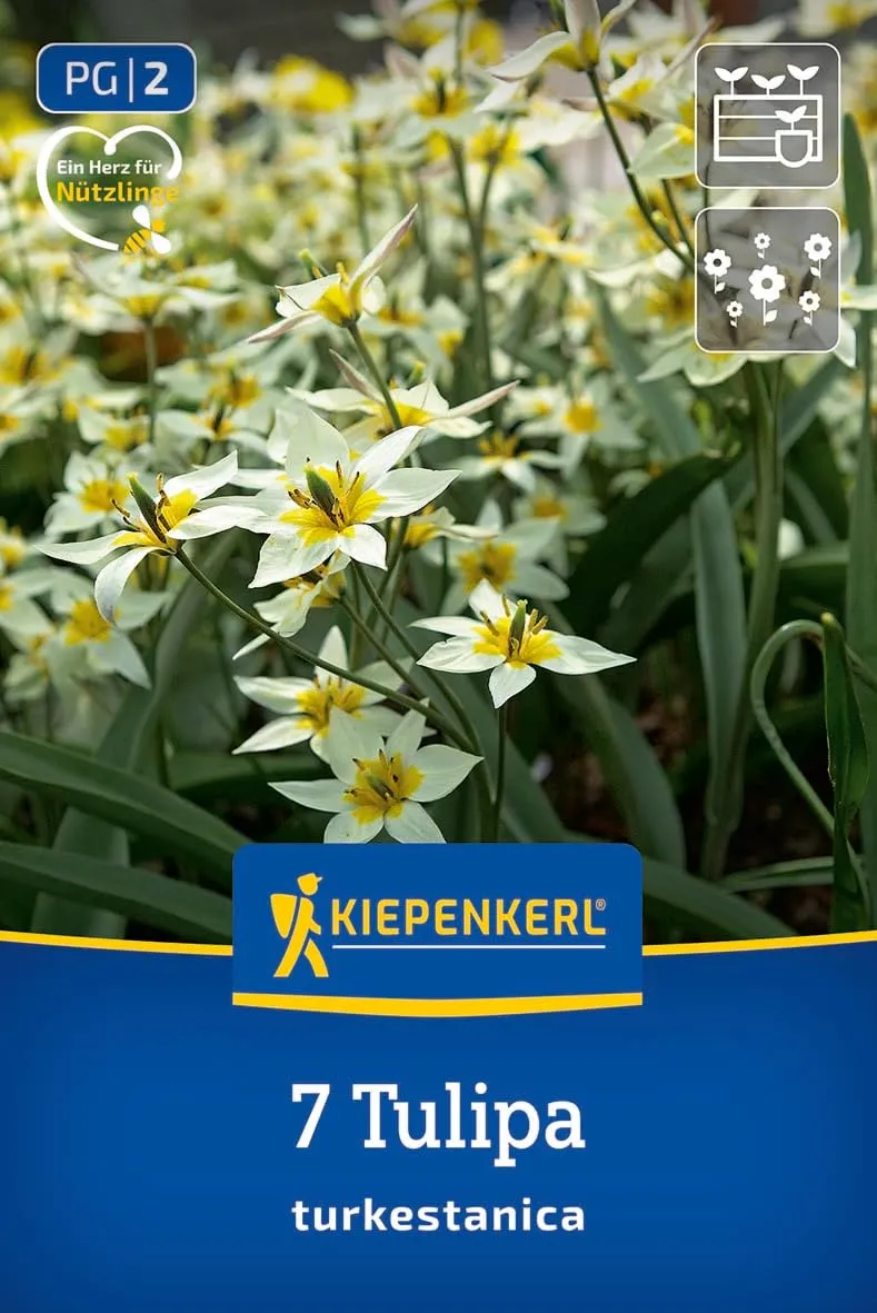 kiepenkerl-2000052-wildtulpe-tulipa-turkestanica-mehrbl-tige-wei-e-tulpe image 1