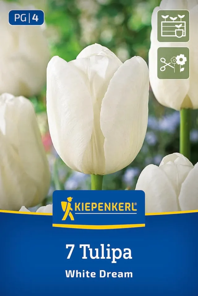 kiepenkerl-triumph-tulpe-white-dream-blumenzwiebeln-wei-45-cm-april-mai image 1