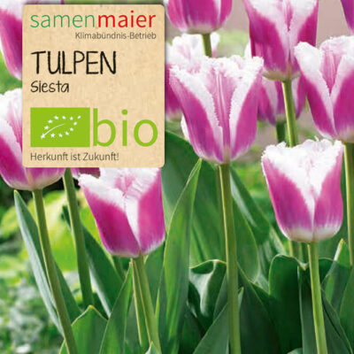 samen-maier-bio-tulpen-siesta-blumenzwiebeln image 2