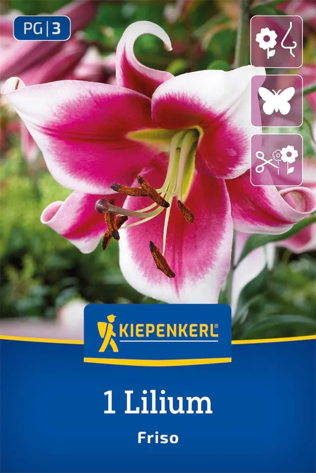 kiepenkerl-lilie-friso-2750002-blumenzwiebeln-wei-purpur-duftend-winterhart image 1