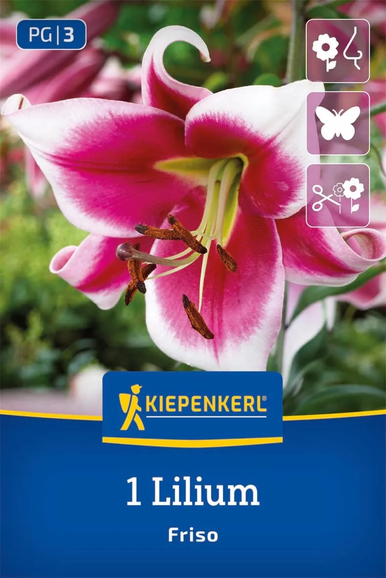 kiepenkerl-lilie-friso-2750002-blumenzwiebeln-wei-purpur-duftend-winterhart image 1