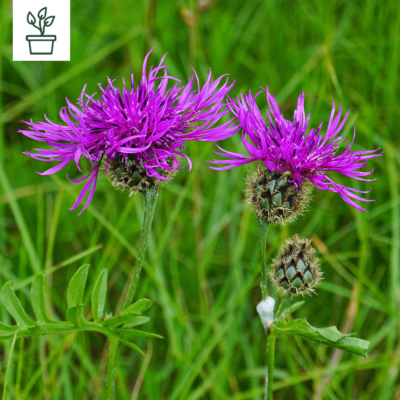 samen-maier-bio-skabiosen-flockenblume-im-topf-wildblume image 2