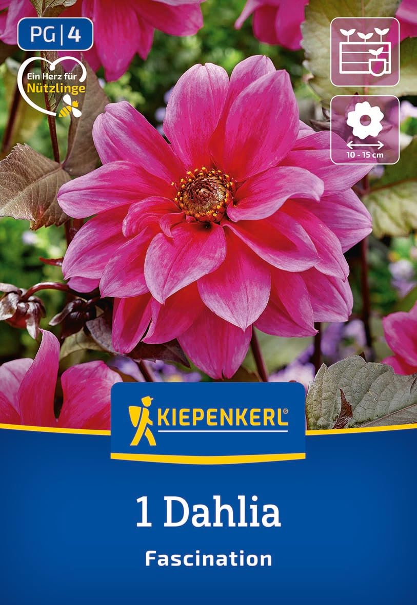 kiepenkerl-beetdahlie-fascination-3000068-dunkellaubige-dahlienknolle-pink-lila- image 1
