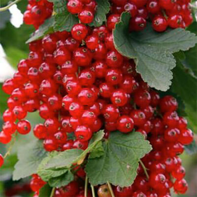 samen-maier-bio-rote-johannisbeere-rovada-beerenpflanze image 3
