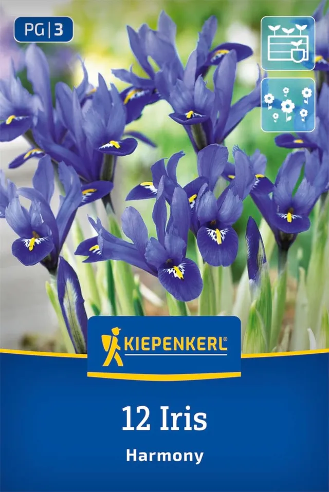 kiepenkerl-netzblatt-schwertlilie-iris-reticulata-blumenzwiebeln-violett-gelb image 1