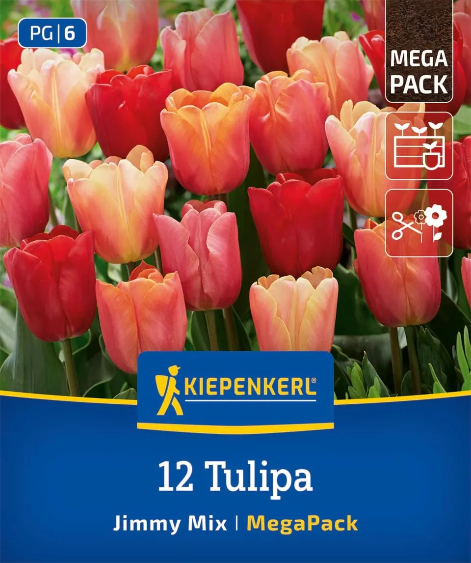 kiepenkerl-mega-pack-triumph-tulpen-jimmy-mix-blumenzwiebeln-rot-rosa-orange-30- image 1