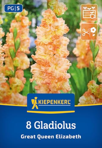 kiepenkerl-gladiole-the-great-queen-elisabeth-3400014-blumenzwiebeln-orange-10-c image 7