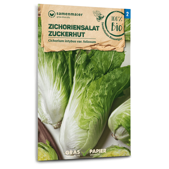 samen-maier-bio-zichoriensalat-zuckerhut-bio-saatgut image 1