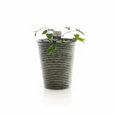 samen-maier-bio-brombeere-loch-ness-stachellose-brombeer-pflanze image 4