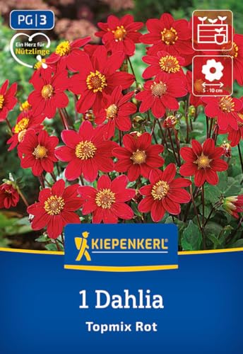 kiepenkerl-beet-topf-dahlie-topmix-rot-blumenzwiebeln image 7