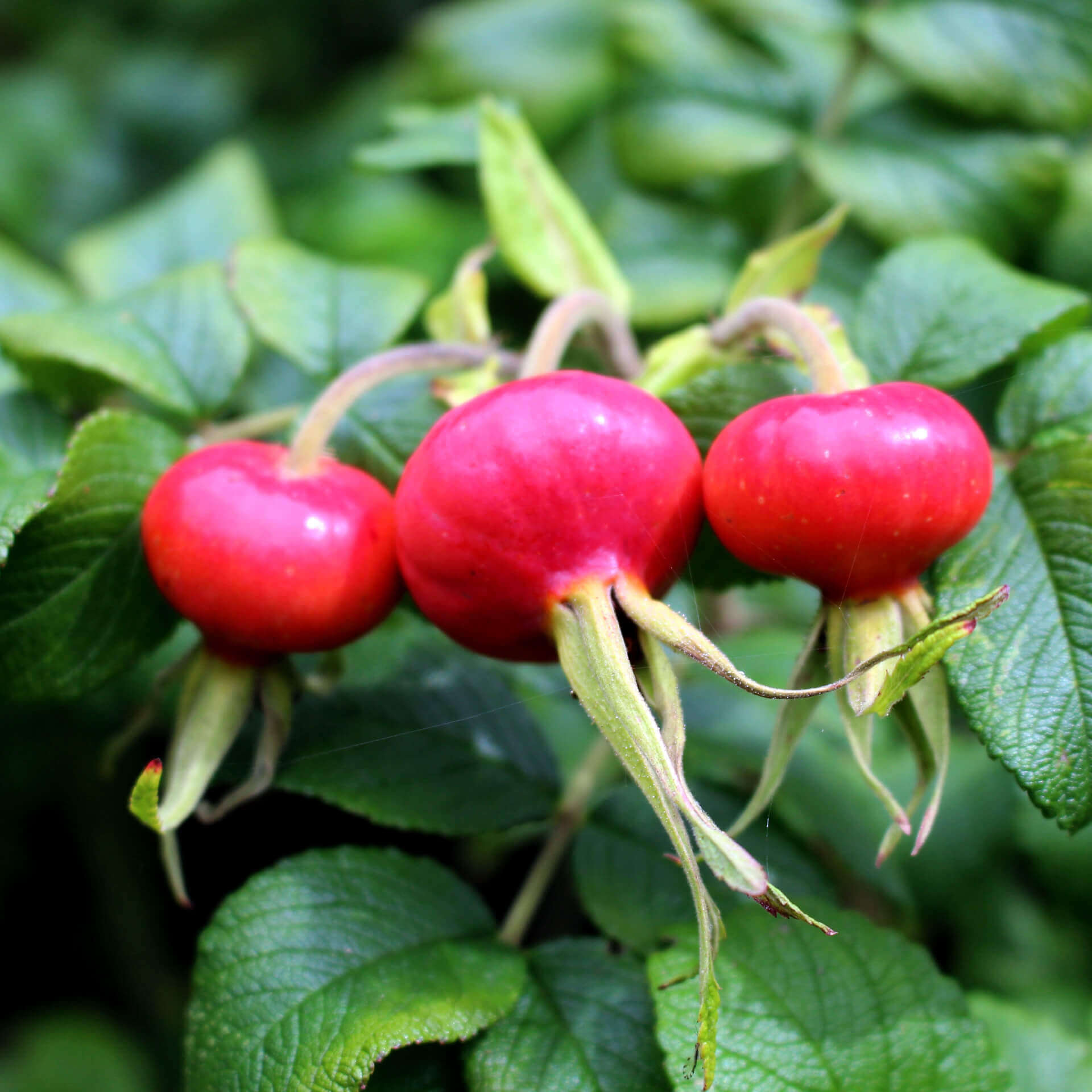 samen-maier-bio-hagebutte-kartoffelrose-hagebuttensamen image 1
