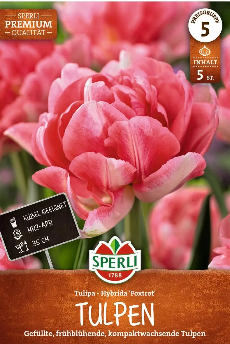 sperli-gef-llte-fr-he-tulpe-foxtrot-456288-rosa-pink-30-40-cm image 1