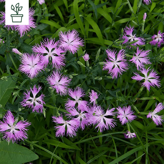 samen-maier-bio-pracht-nelke-dianthus-superbus-im-topf-wildblumen-pflanze image 1