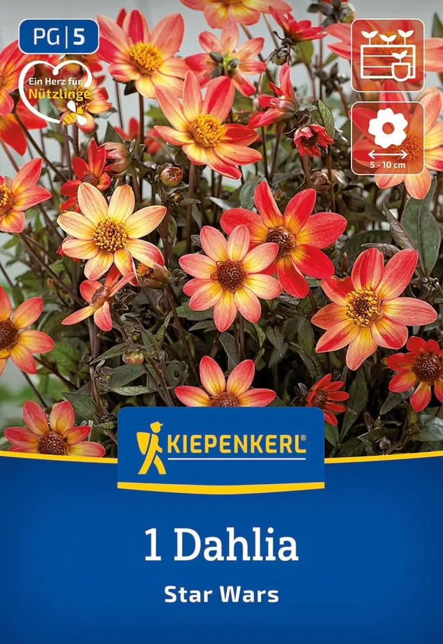 kiepenkerl-beet-k-bel-dahlie-star-wars-blumenzwiebeln-gelb-rot-30-cm image 1