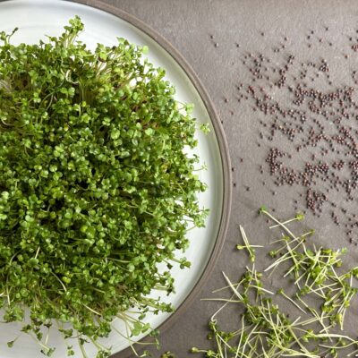 samen-maier-bio-sprossen-brokkoli-vorteilsmenge-microgreens-saatgut image 4