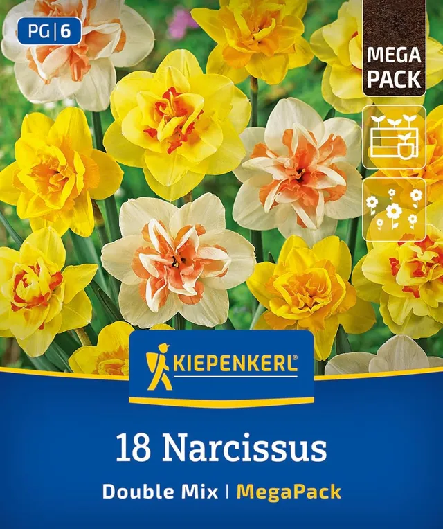 kiepenkerl-mega-pack-gef-llte-narzissen-mischung-blumenzwiebeln-40-cm image 1