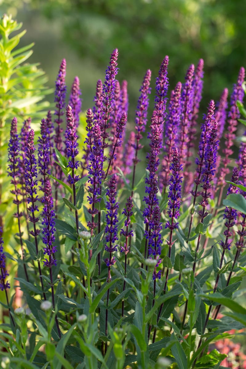samen-maier-bio-steppen-salbei-salvia-nemorosa-im-topf image 3
