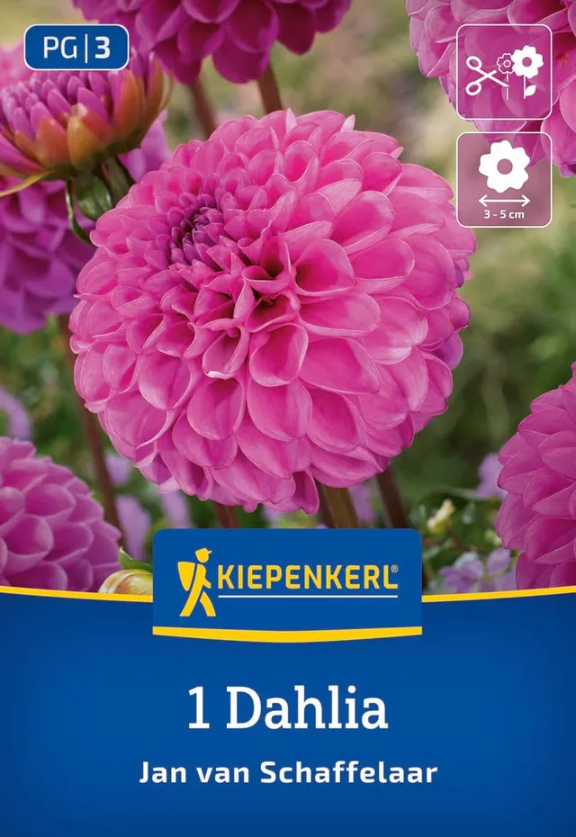 kiepenkerl-pompon-dahlie-jan-van-schaffelaar-blumenzwiebeln image 1
