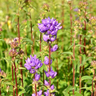 samen-maier-bio-kn-uel-glockenblume-dahurica-im-topf-campanula-glomerata image 5