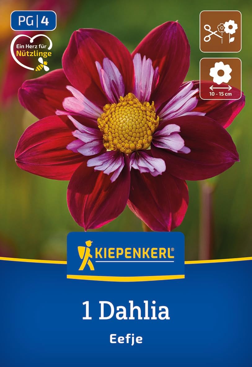 kiepenkerl-halskrausen-dahlie-eefje-3000074-rote-dahlienknollen image 1