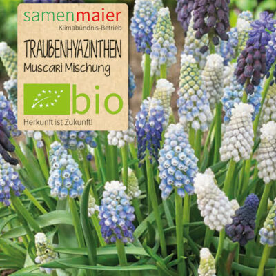 samen-maier-bio-traubenhyazinthen-muscari-mischung-blumenzwiebeln image 2