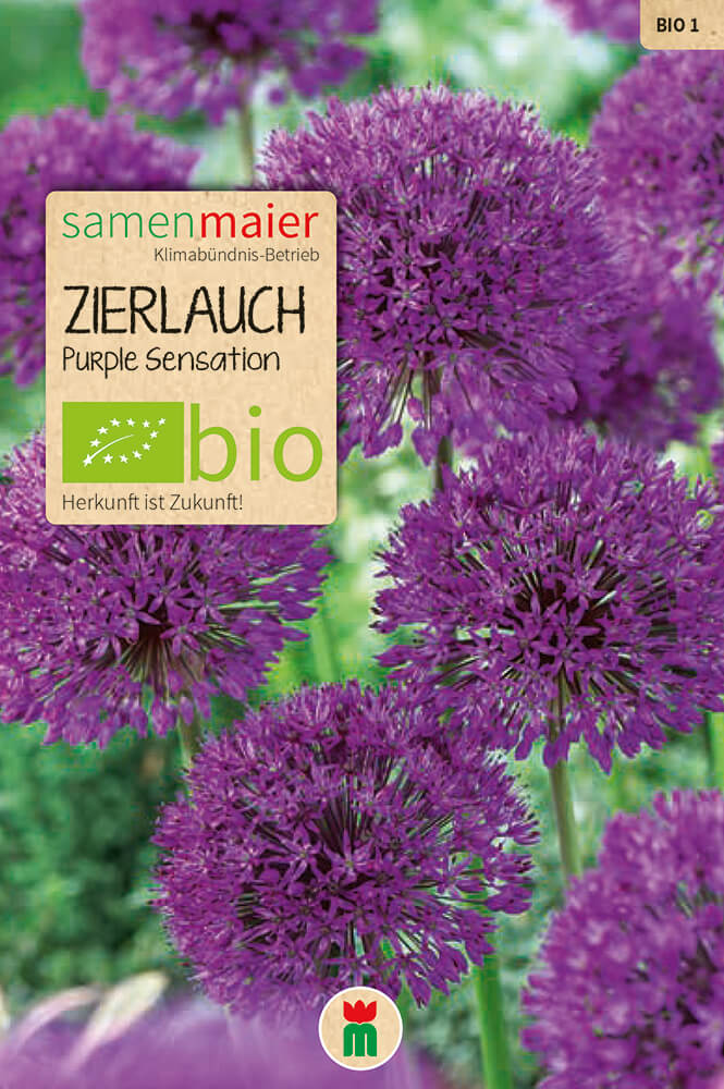 samen-maier-bio-zierlauch-purple-sensation-blumenzwiebeln image 1