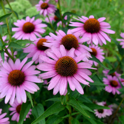 samen-maier-bio-roter-sonnenhut-echinacea-purpurea-heil-staude-im-topf image 2
