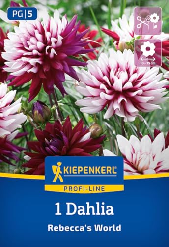 kiepenkerl-profi-line-dekorative-dahlie-rebecca-s-world-blumenzwiebeln image 7