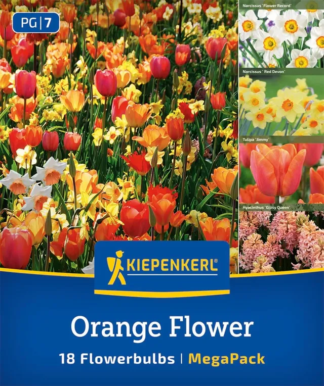 kiepenkerl-mega-pack-orange-flower-mix-blumenzwiebel-mischung-30-45-cm image 1