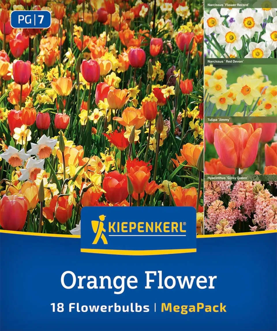kiepenkerl-mega-pack-orange-flower-mix-blumenzwiebel-mischung-30-45-cm image 1