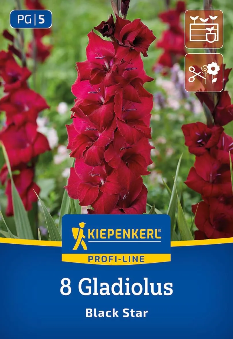 kiepenkerl-profi-line-gladiole-black-star-blumenzwiebeln-samtig-dunkelrot-100-12 image 1