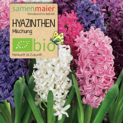 samen-maier-bio-hyazinthen-mischung-blumenzwiebeln image 2