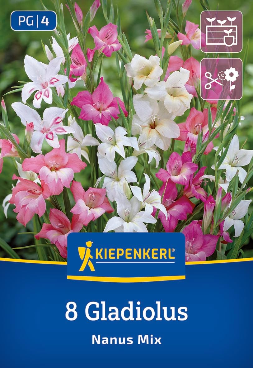 kiepenkerl-gladiole-kleinblumige-mischung-blumenzwiebeln image 1