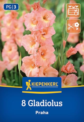 kiepenkerl-gro-blumige-gladiole-praha-3400010-apricot-blumenzwiebeln image 7