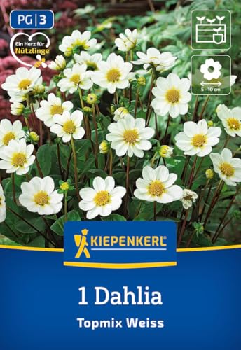 kiepenkerl-beet-topf-dahlie-topmix-wei-blumenzwiebeln image 7